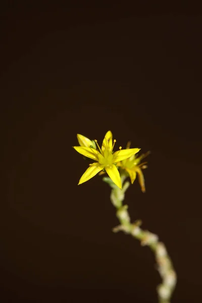 Flor Flor Estrela Amarela Close Moderno Fundo Botânico Sedum Lanceolatum — Fotografia de Stock