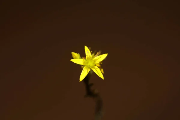 Flor Flor Estrela Amarela Close Moderno Fundo Botânico Sedum Lanceolatum — Fotografia de Stock