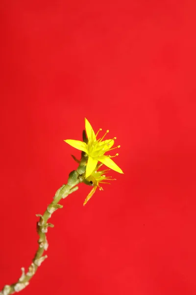 Fiore Stella Gialla Fiore Close Moderno Sfondo Botanico Sedum Lanceolatum — Foto Stock