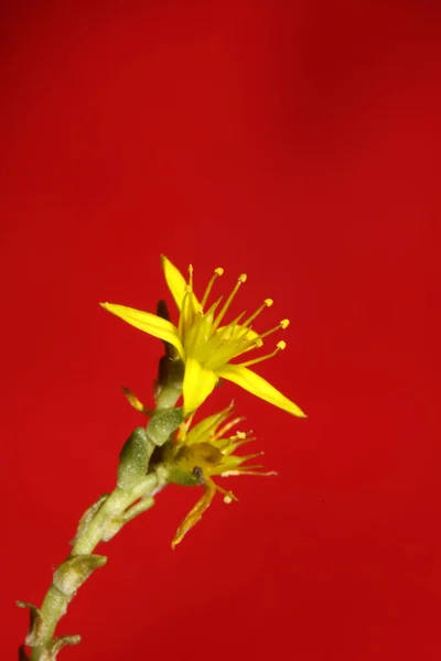 Yellow star flower blossom close up modern botanical background sedum lanceolatum family crassulaceae high quality big size print