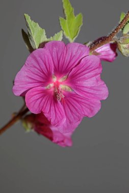 Mor yabani çiçek. Malva arborea ailesini yakın plan. Modern botanik arka plan.