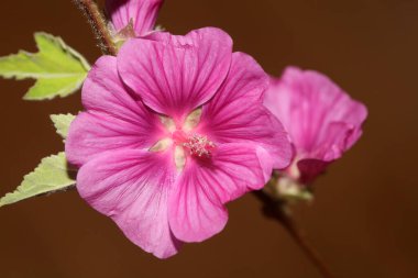 Mor yabani çiçek. Malva arborea ailesini yakın plan. Modern botanik arka plan.