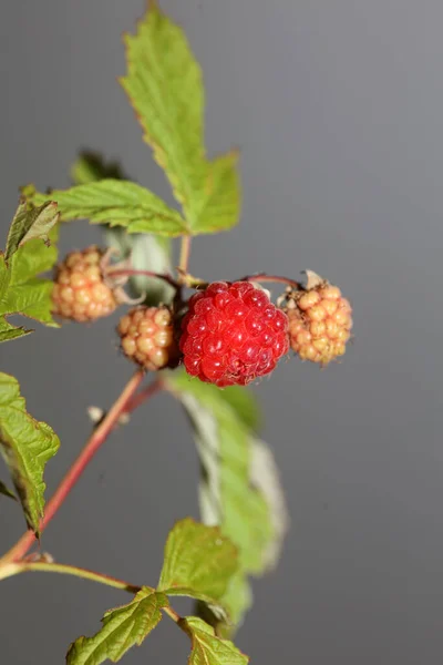 야생붉은 열매는 현대의 식물학적 배경을 아키멘 탈리스 Rubus Occidentalis Rosaceae — 스톡 사진