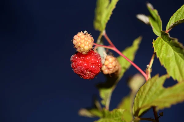 Fruit Des Baies Rouges Sauvages Gros Plan Fond Botanique Moderne — Photo