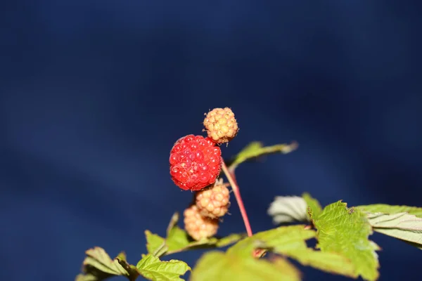 Плоды Дикой Красной Ягоды Закрыть Современный Ботанический Фон Rubus Occidentalis — стоковое фото