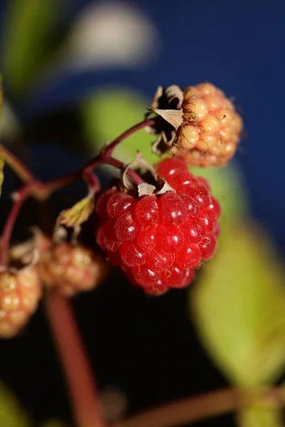 Плоды Дикой Красной Ягоды Закрыть Современный Ботанический Фон Rubus Occidentalis — стоковое фото