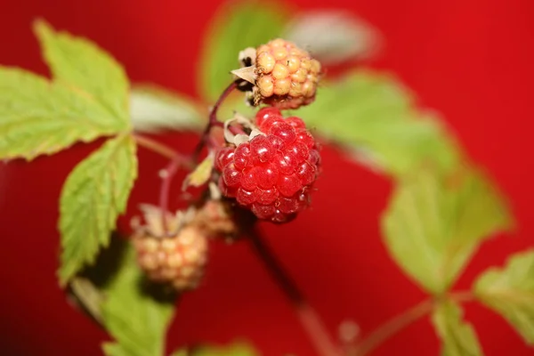 Fruit Des Baies Rouges Sauvages Gros Plan Fond Botanique Moderne — Photo