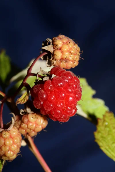 Плоды Дикой Красной Ягоды Закрыть Современный Ботанический Фон Rubus Occidentalis — стоковое фото