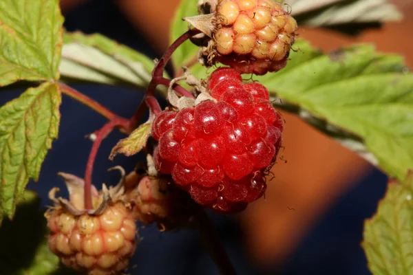Fruit Des Baies Rouges Sauvages Gros Plan Fond Botanique Moderne — Photo