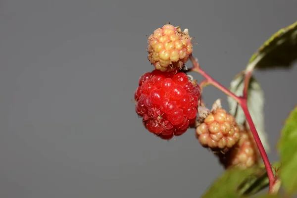 야생붉은 열매는 현대의 식물학적 배경을 아키멘 탈리스 Rubus Occidentalis Rosaceae — 스톡 사진