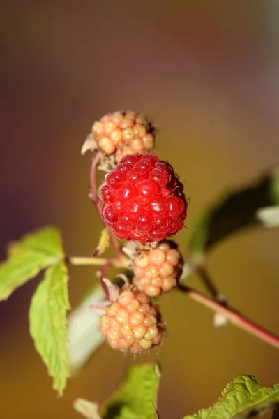 Fruta Baga Vermelha Selvagem Close Moderno Fundo Botânico Rubus Occidentalis — Fotografia de Stock