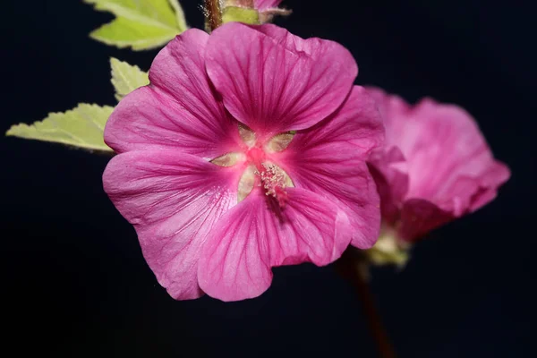 Lila Wilde Blumen Blühen Aus Nächster Nähe Malva Arborea Familie — Stockfoto