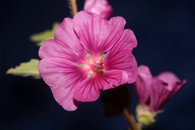 Mor yabani çiçek. Malva arborea ailesini yakın plan. Modern botanik arka plan.