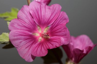 Mor yabani çiçek. Malva arborea ailesini yakın plan. Modern botanik arka plan.
