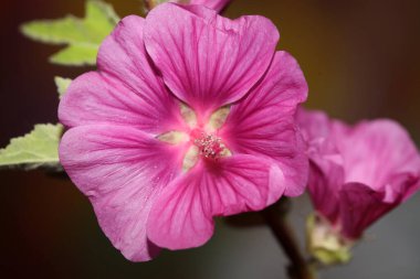 Mor yabani çiçek. Malva arborea ailesini yakın plan. Modern botanik arka plan.