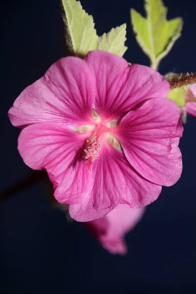Fioletowy Dziki Kwiat Kwiat Zbliżenie Malva Arborea Rodzina Malvaceae Nowoczesne — Zdjęcie stockowe