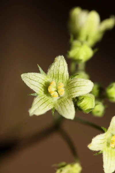 Yellow star flower blossoming close up botanical background Bryonia alba family cucurbitaceae big size high quality print