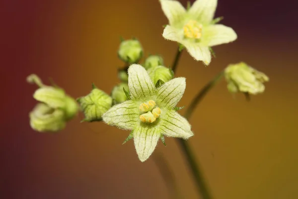 Yellow star flower blossoming close up botanical background Bryonia alba family cucurbitaceae big size high quality print