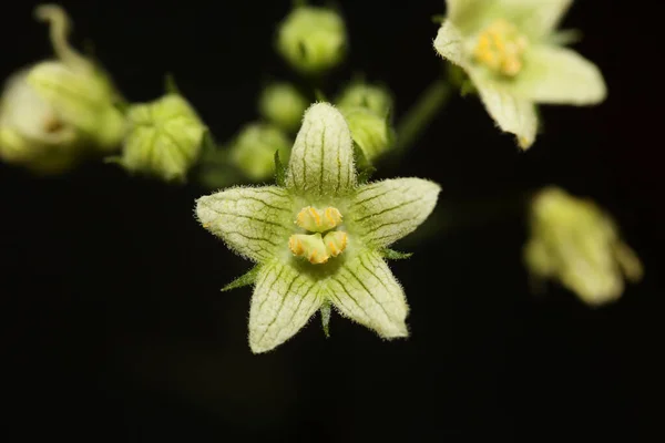 Sárga Csillag Virág Virágzik Közelről Botanikai Háttér Bryonia Alba Család Stock Fotó