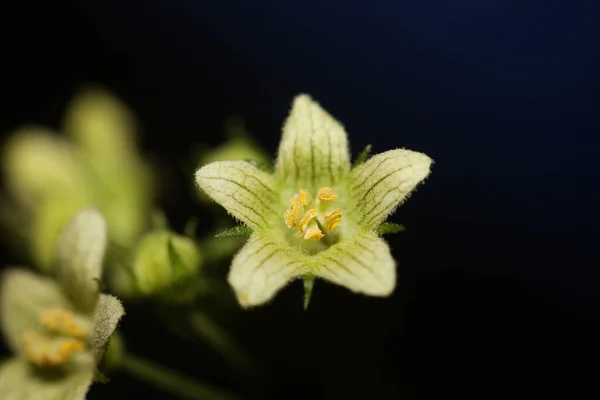 Κίτρινα Αστέρια Ανθίζουν Κοντά Βοτανικό Υπόβαθρο Bryonia Alba Family Cucurbitaceae Εικόνα Αρχείου