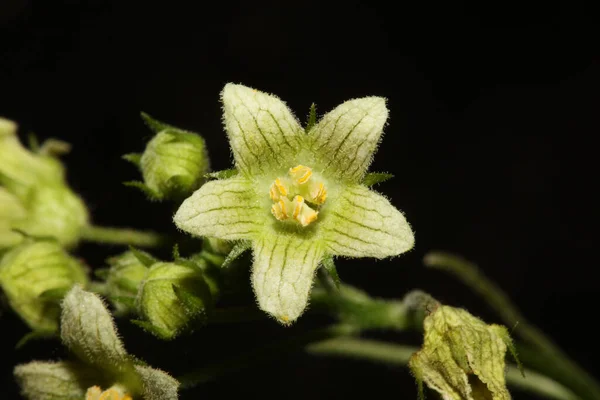 Sárga Csillag Virág Virágzik Közelről Botanikai Háttér Bryonia Alba Család Stock Kép