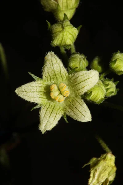 Κίτρινα Αστέρια Ανθίζουν Κοντά Βοτανικό Υπόβαθρο Bryonia Alba Family Cucurbitaceae Φωτογραφία Αρχείου