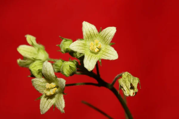 Gele Ster Bloem Bloeiend Close Botanische Achtergrond Bryonia Alba Familie Rechtenvrije Stockfoto's
