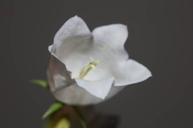 Campanula persicifolia familyasına yakın çiçek açan beyaz çiçek. Yüksek kalite, büyük ölçekli matbaa duvarları, ev dekorasyonu doğal bitki posterleri.