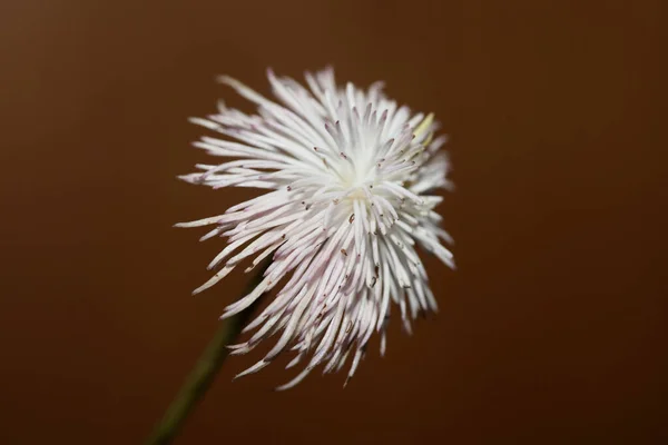 Fehér Virág Virágzó Közelről Botanikai Háttér Clematis Viticella Család Ranunculaceae — Stock Fotó