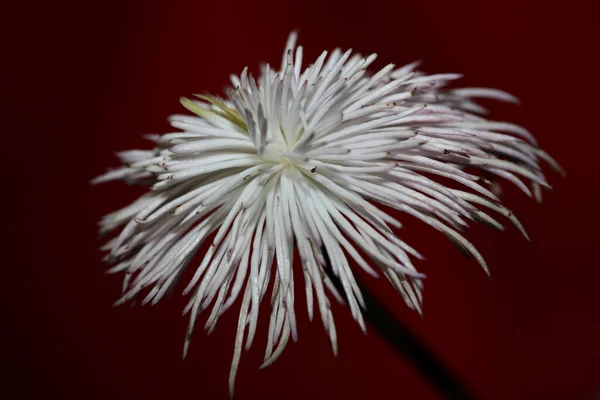 Fehér Virág Virágzó Közelről Botanikai Háttér Clematis Viticella Család Ranunculaceae — Stock Fotó