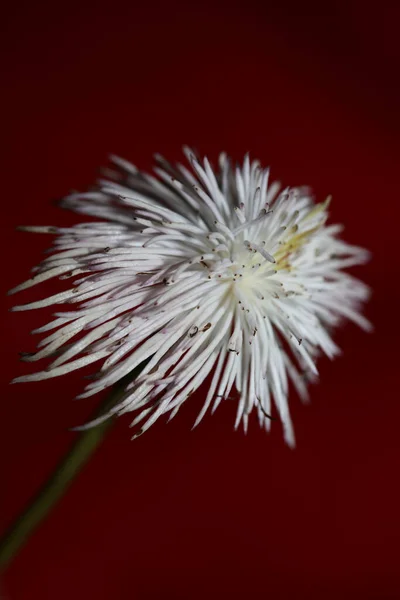 Botanik Arka Planda Çiçek Açan Beyaz Çiçek Klematis Viticella Familyası — Stok fotoğraf