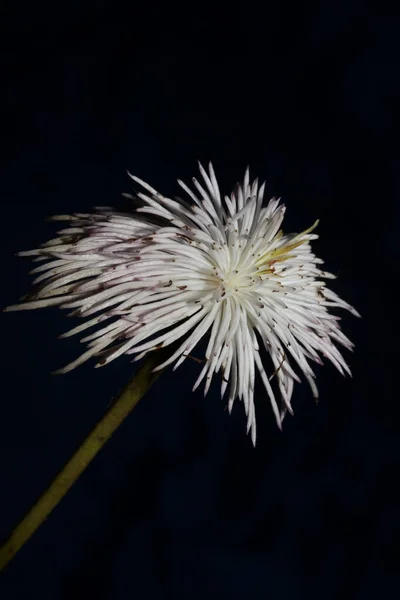 白花绽放紧密的植物背景线虫科 高质量的印刷品 — 图库照片