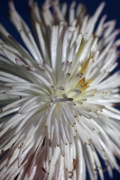 Fleur Blanche Fleurissant Près Fond Botanique Clematis Viticella Famille Ranunculaceae — Photo