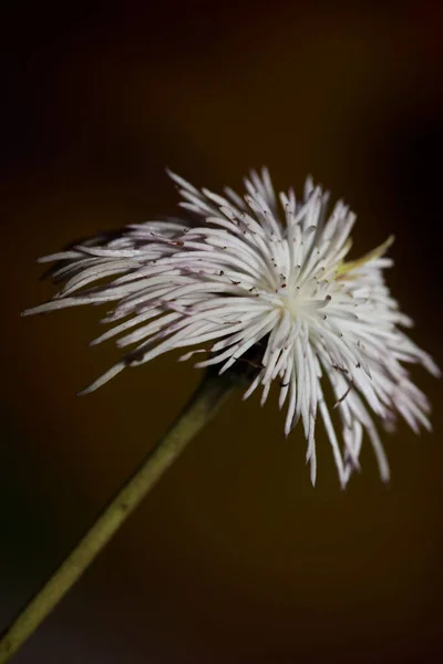 Λευκό Λουλούδι Ανθίζει Κοντά Βοτανικό Υπόβαθρο Clematis Viticella Οικογένεια Ranunculaceae — Φωτογραφία Αρχείου
