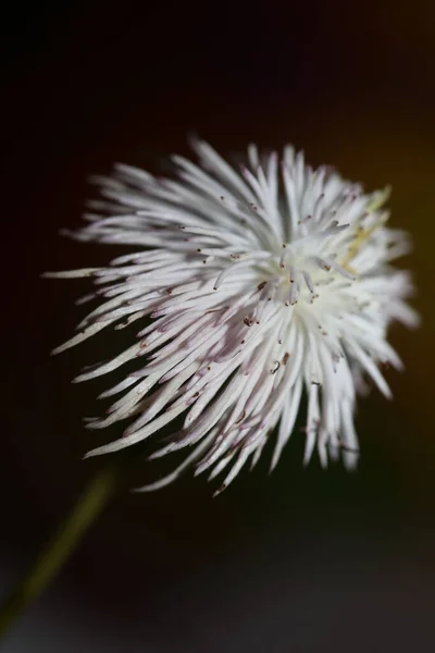 白花绽放紧密的植物背景线虫科 高质量的印刷品 — 图库照片