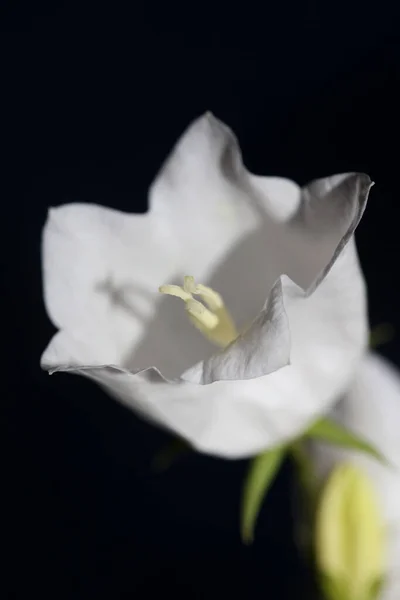White Flower Blossoming Close Campanula Persicifolia Family Campanulaceae High Quality — Stock Photo, Image