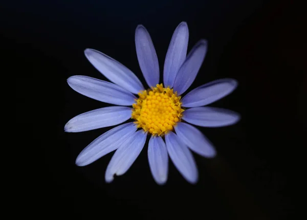 Blu Stella Fiore Fiore Macro Felicia Amelloides Famiglia Compositae Moderno — Foto Stock