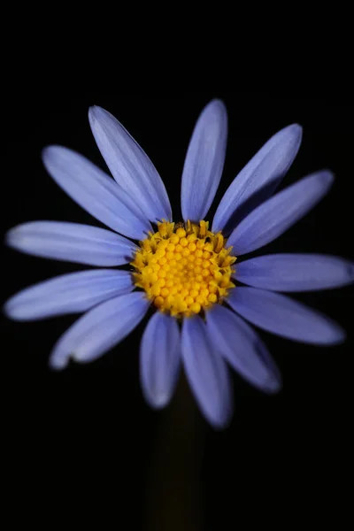 Blu Stella Fiore Fiore Macro Felicia Amelloides Famiglia Compositae Moderno — Foto Stock