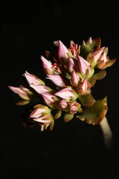 Flor Rocha Selvagem Flor Close Sedum Spurium Família Crassulaceae Moderno — Fotografia de Stock