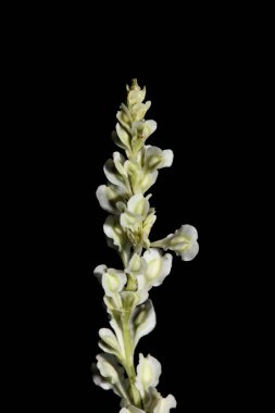 Yabani çiçekler, botanik arka planda yakın plan Fallopia dumetorum familyası Polygonaceae büyük boy yüksek kalite baskılar