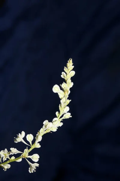 Flor Flor Selvagem Close Fundo Botânico Fallopia Dumetorum Família Polygonaceae — Fotografia de Stock