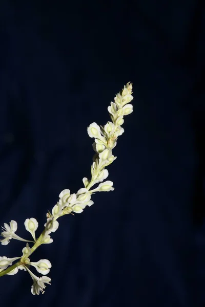 Flor Flor Selvagem Close Fundo Botânico Fallopia Dumetorum Família Polygonaceae — Fotografia de Stock