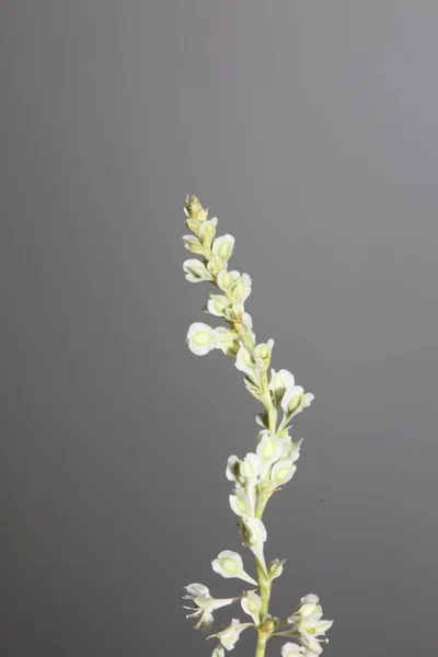 Flor Silvestre Flor Primer Plano Fondo Botánico Fallopia Dumetorum Familia — Foto de Stock