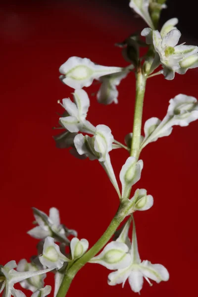 Fioritura Fiori Selvatici Primo Piano Sfondo Botanico Fallopia Dumetorum Famiglia — Foto Stock