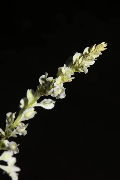 식물학적 Fallopia Dumetorum Polygonaceae 품질높은 가까이 수있다 — 스톡 사진