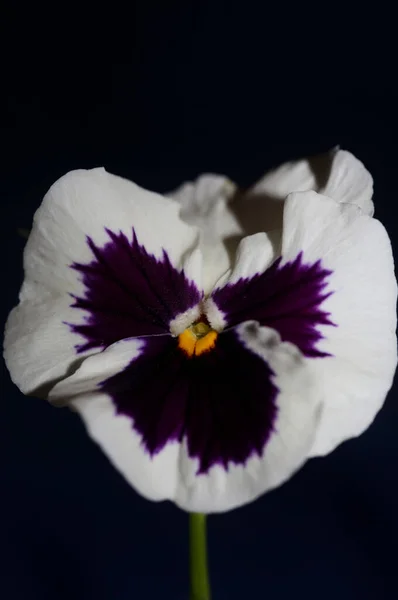 Kwiat Kwiat Zbliżyć Botaniczne Tło Pedały Rodzina Violaceae Duży Rozmiar — Zdjęcie stockowe