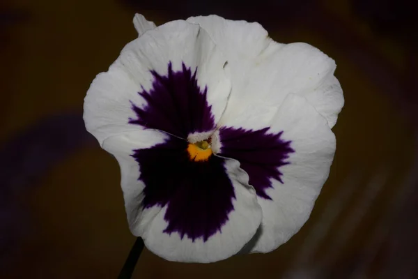 Fower Blüte Close Botanischen Hintergrund Stiefmütterchen Familie Violaceae Große Größe — Stockfoto