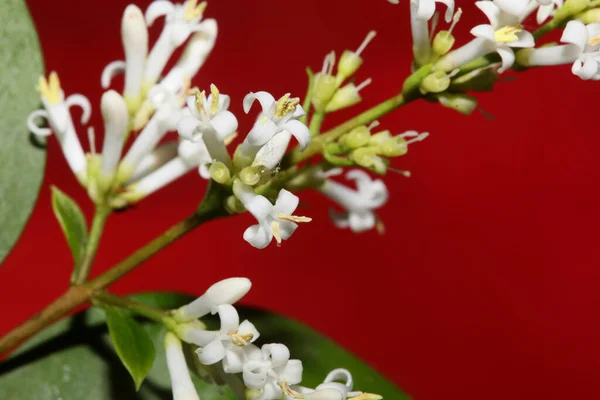 Bílý Květ Květ Zblízka Botanické Moderní Pozadí Ligustrum Vulgare Rodina — Stock fotografie