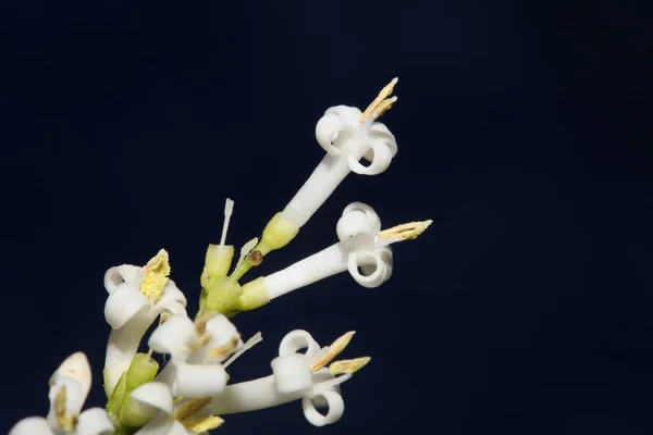 Flor Branca Flor Close Botânico Moderno Fundo Ligustrum Vulgare Família — Fotografia de Stock