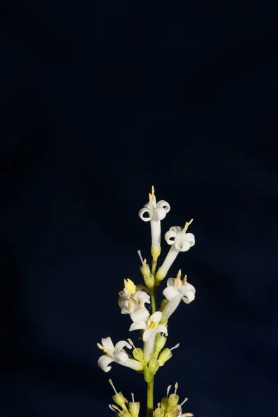 Fiori Bianchi Fiore Primo Piano Botanico Moderno Sfondo Ligustrum Vulgare — Foto Stock